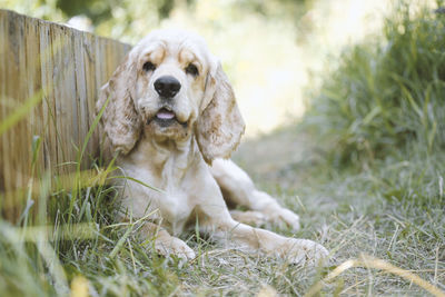 Dog sitting in a field