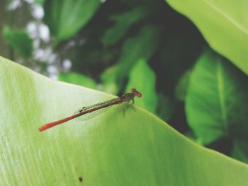 Close-up of insect on leaf