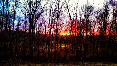 Bare trees in forest