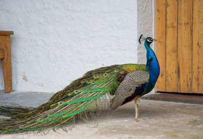 Peacock perching by door