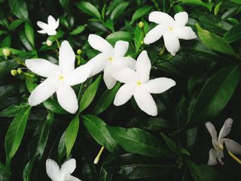 Close-up of white flowers blooming outdoors