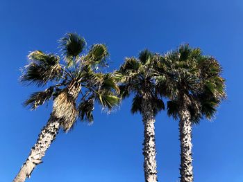 Low angle view of coconut palm tree against clear blue sky