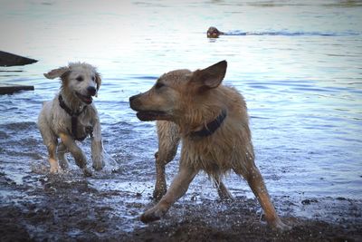 Two dogs on beach