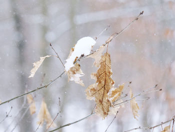 Close-up of frozen plant during winter