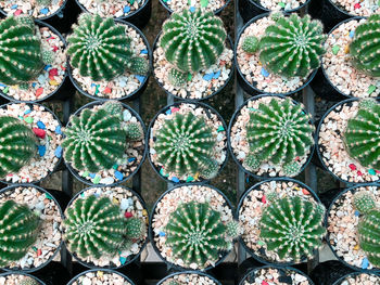 Full frame shot of cactus plants