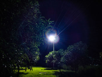 Trees against illuminated star field at night