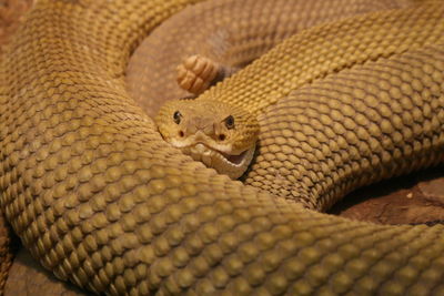Close-up of rattle snake
