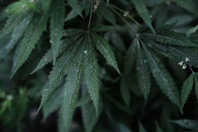 Close-up of wet leaves