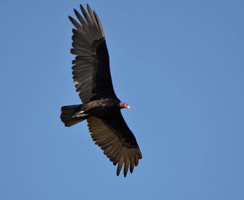 Low angle view of bird flying against clear sky