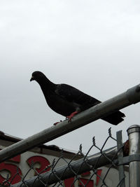 Low angle view of bird perching against clear sky