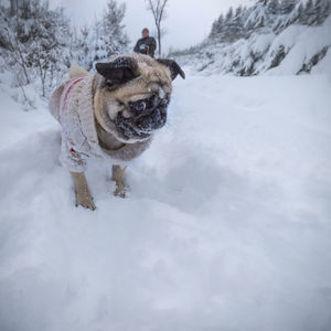 Dog in snow