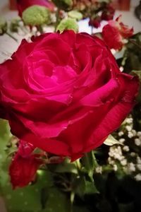 Close-up of pink rose