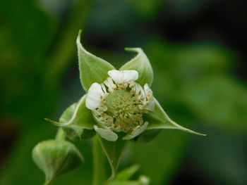 Close-up of white flowering plant