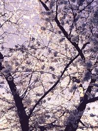 Low angle view of cherry blossom tree