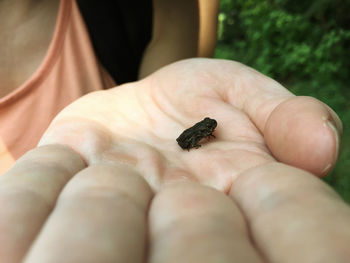 Close-up of hand holding small insect