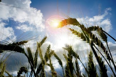 Low angle view of stalks against sky