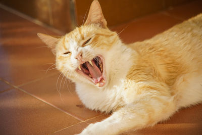 Close-up of cat yawning