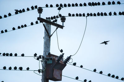 Low angle view of birds perching on cable against sky