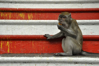 Monkey sitting on red wall