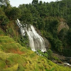 Scenic view of waterfall in forest