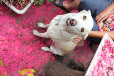 High angle view of woman with dog