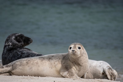 View of an animal against sea
