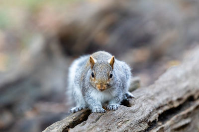 Close-up portrait of squirrel