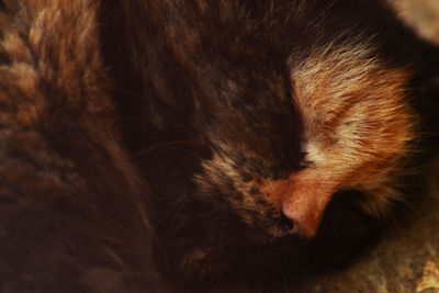 Close-up of a cat sleeping