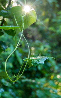 Close-up of water drops on leaf