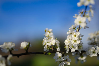 Close-up of white cherry blossoms against sky