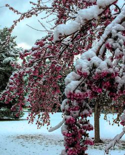 Low angle view of snow covered tree