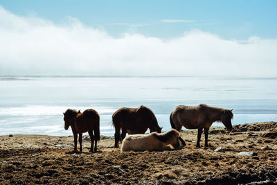 Horses on sea shore against sky