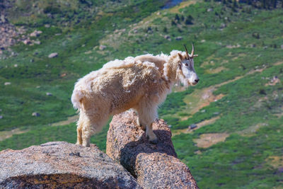 Sheep standing in a field