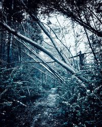 Low angle view of trees in forest during winter