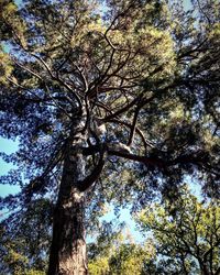 Low angle view of tree against sky