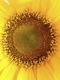 Close-up of sunflower