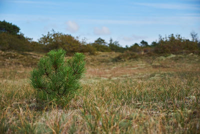 Plants growing on land against sky