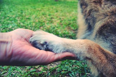 Close-up of dog paw on hand