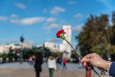 Cropped hand of woman holding carnation flower against sky