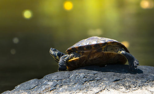 Close-up of turtle