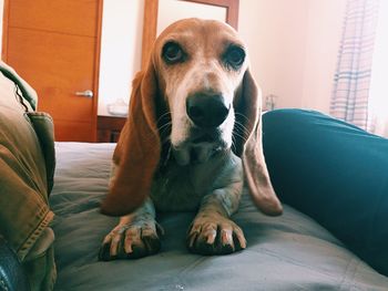 Portrait of dog sitting on sofa at home