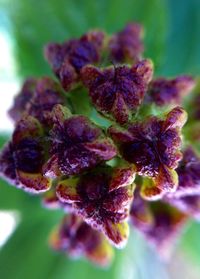 Close-up of purple flowers