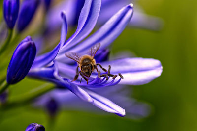 Close-up of honey bee pollinating on purple flower
