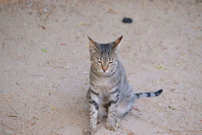 Closeup of a domestic or pet female cat setting on sandy ground in garden, domestic animals, 