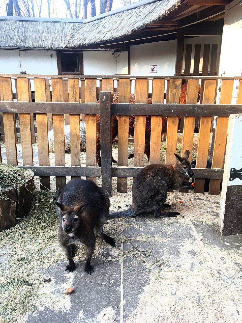 BLACK DOG IN A LAWN