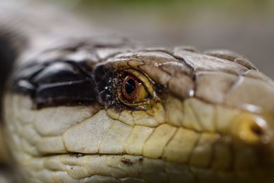 Close-up of an animal