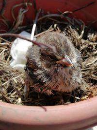 Close-up of a bird in nest