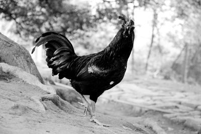 Side view of a bird on land