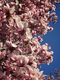 Low angle view of pink flowers blooming on tree