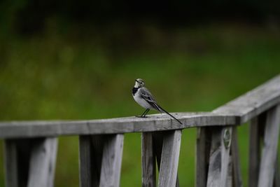 Bird perching on a railing